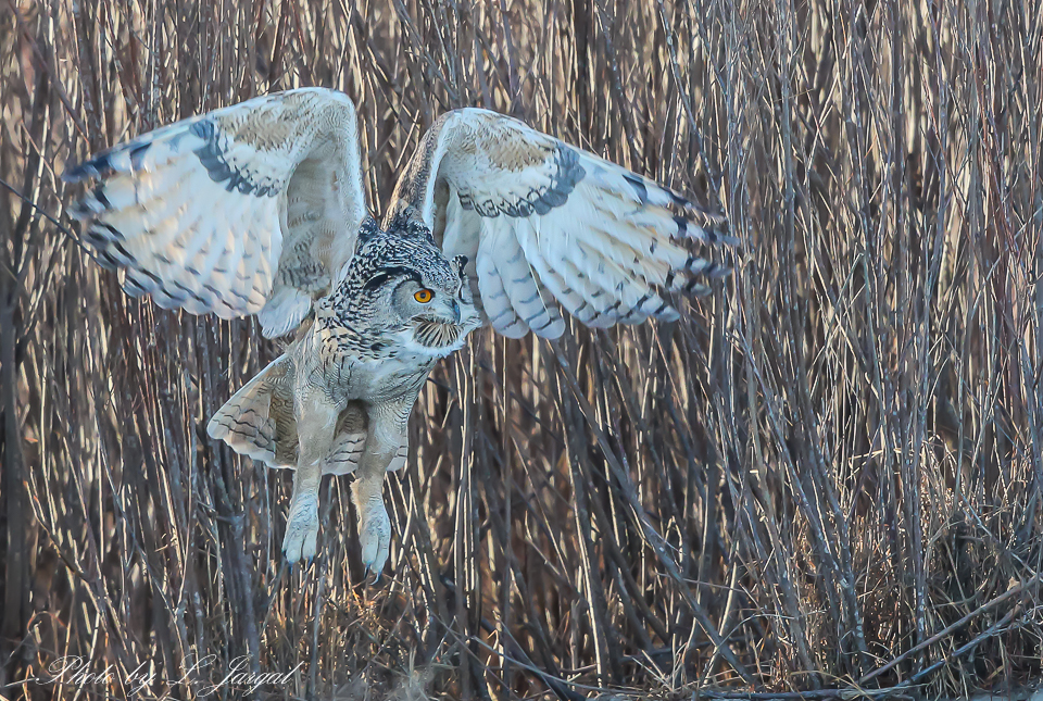 The Eurasian eagle-owl (Bubo bubo) 